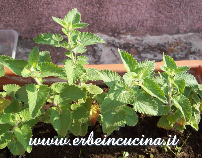 Pronta per il primo raccolto / Ready to be harvested