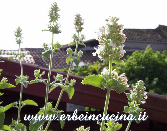 Fiori di nepeta cataria / Catnip Flowers