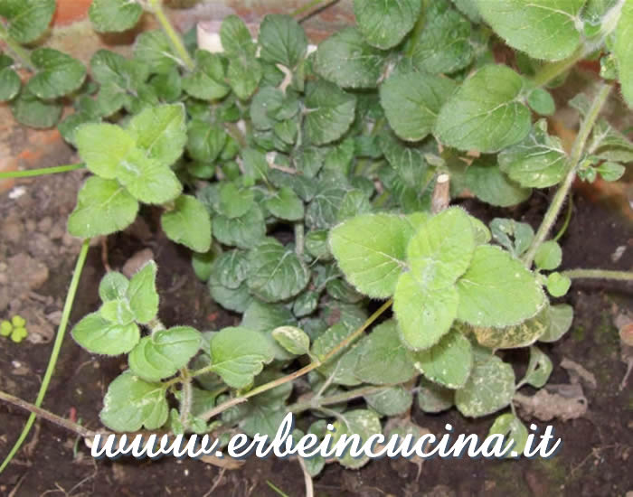 Pianta di nepetella / Calamint plant