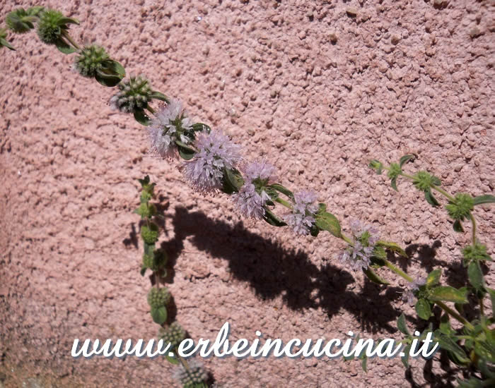 Fiori di nepetella / Calamint flowers