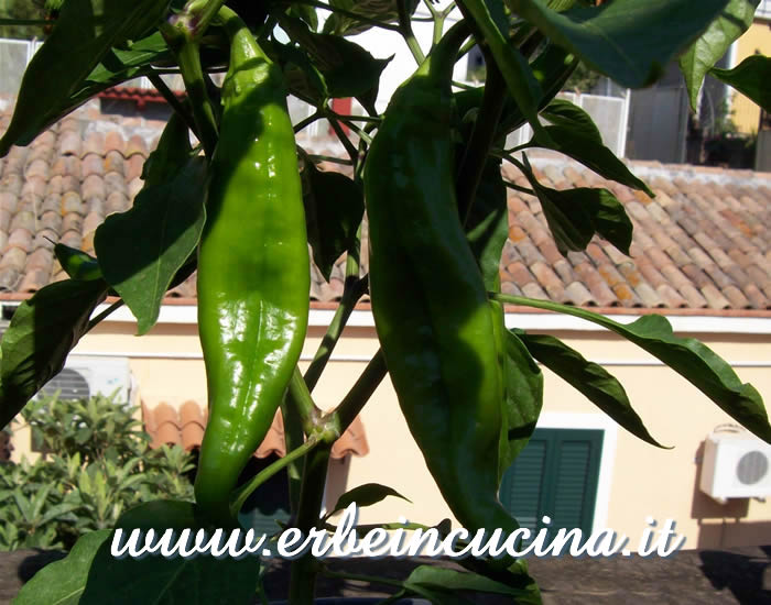 Peperoncini Numex Big Jim non ancora maturi / Unripe Numex Big Jim chili pepper pods