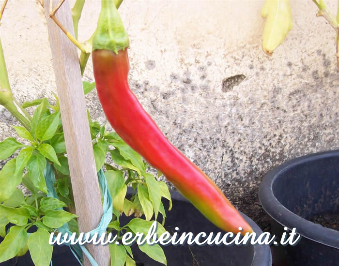 Peperoncino Numex Big Jim maturo / Ripe Numex Big Jim chili pepper pod