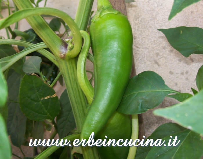 Peperoncino Numex Joe Parker non ancora maturo / Unripe Numex Joe Parker pod