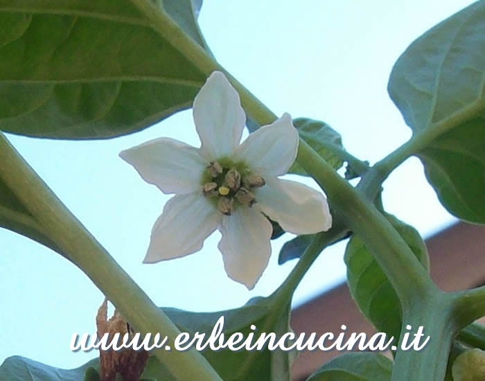 Fiore di peperoncino Numex Joe Parker / Numex Joe Parker chili flower