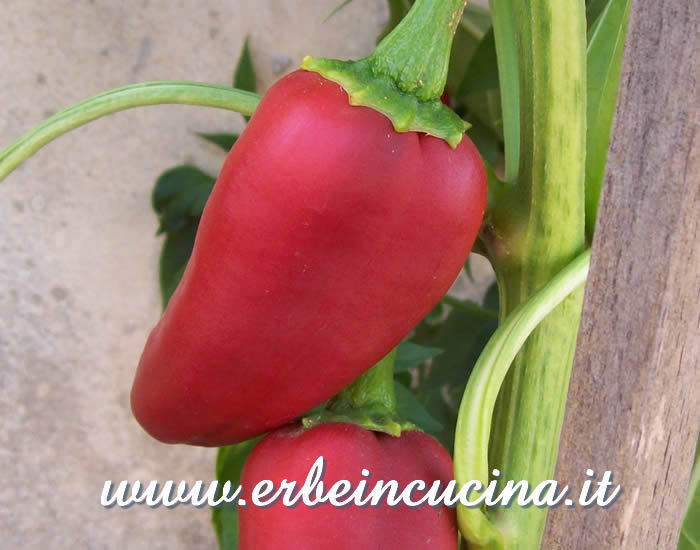 Peperoncino Numex Joe Parker maturo / Ripe Numex Joe Parker pod