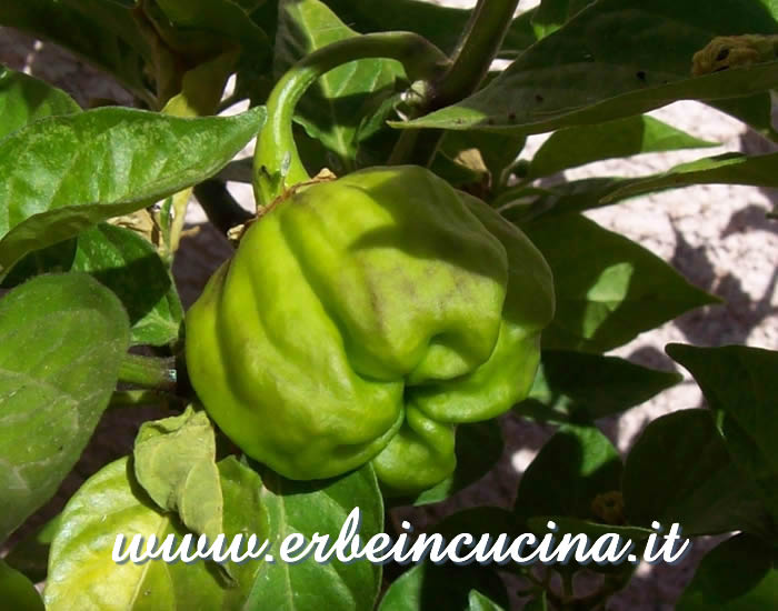 Peperoncino Numex Suave Orange non ancora maturo / Unripe Numex Suave Orange chili pepper pod