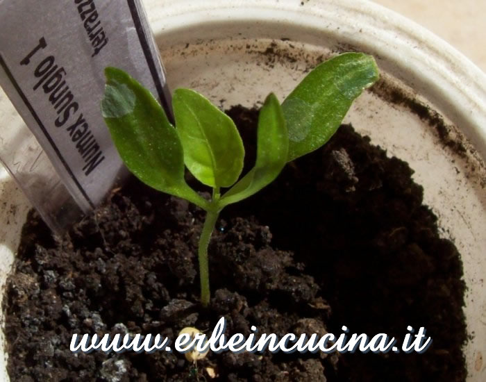 Peperoncino Numex Sunglo, prime foglie vere / Numex Sunglo chili pepper, first true leaves