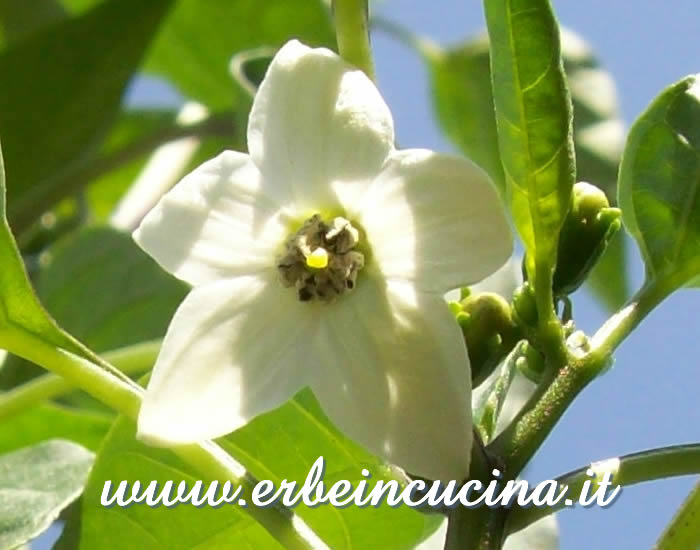 Fiore di peperoncino Numex Sunglo / Numex Sunglo chili pepper flower