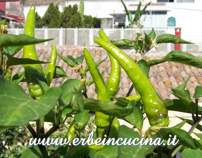 Peperoncini Numex Sunglo non ancora maturi / Unripe Numex Sunglo chili pepper pods