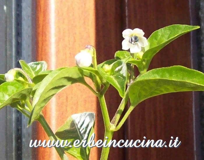 Primo fiore di peperoncino Numex Twilight / Numex Twilight chili pepper first flower