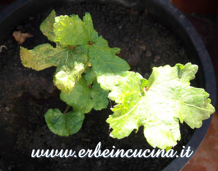 Giovane pianta di okra / Okra young plant