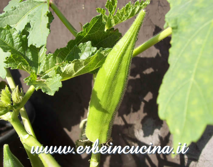 Primo frutto di okra / Okra, first pod