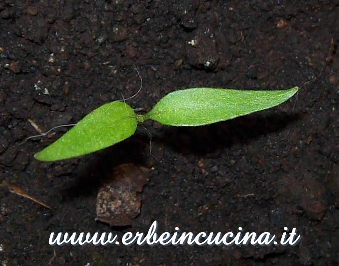 Peperoncino Olho de Peixe appena nato / Newborn Olho de Peixe chili pepper plant