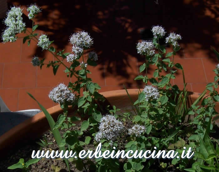 Origano greco, piena fioritura / Greek oregano flowers