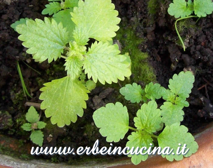 Giovani piante tenere / Young and tender plants