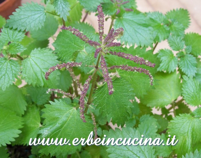 Infiorescenza di ortica / Nettle Flower