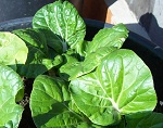 Pak Choi