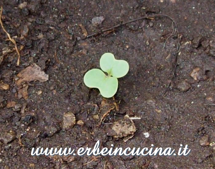 Pak Choi appena nato / Newborn Pak Choi Plant