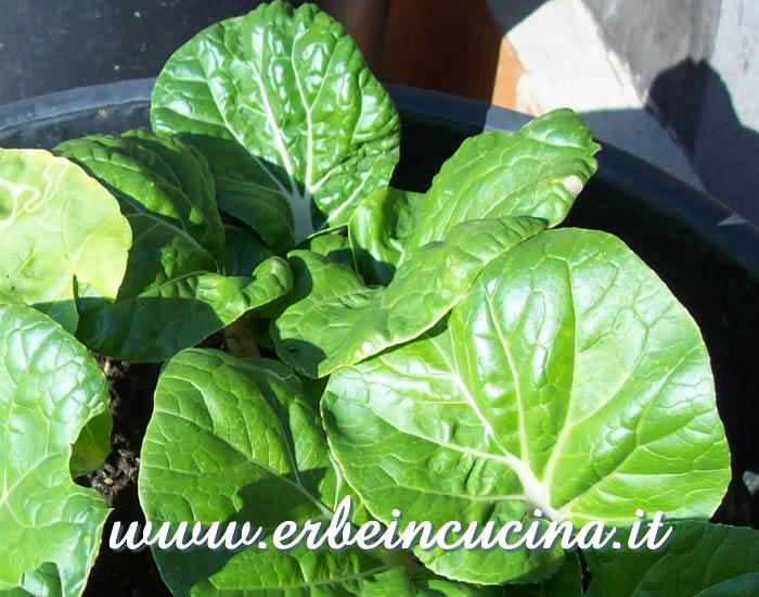 Pak Choi pronto da raccogliere / Pak Choi, ready to be harvested