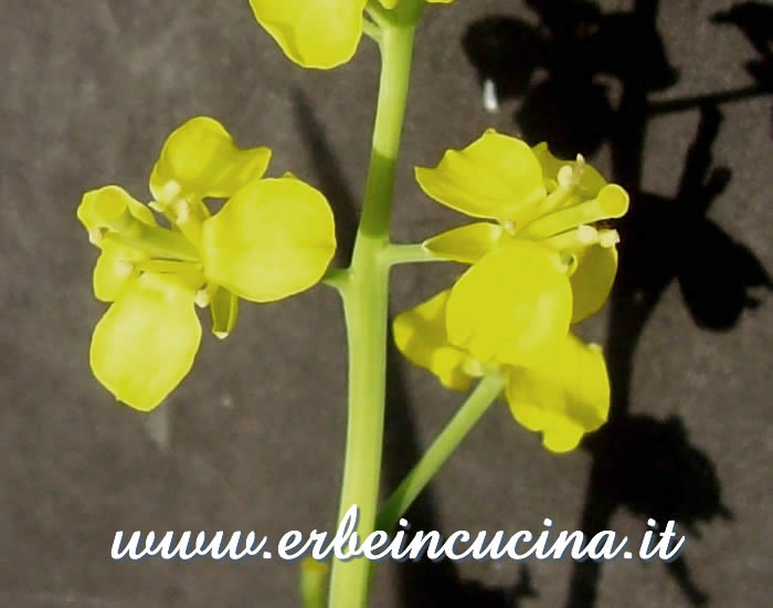 Fiori di Pak Choi  / Pak Choi Flowers