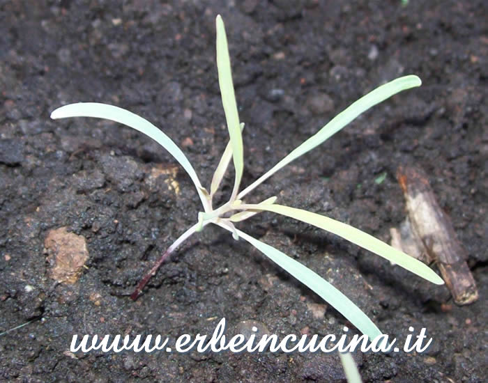 Giovane piantina di Papalo / Papalo young plant