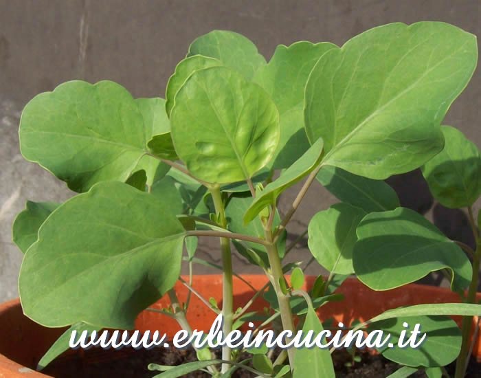 Papalo pronto da raccogliere / Papalo, ready to be harvested
