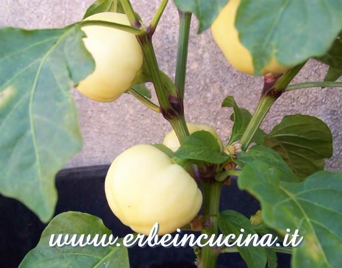 Peperoncini Paprika non ancora maturi / Unripe Paprika pepper pods