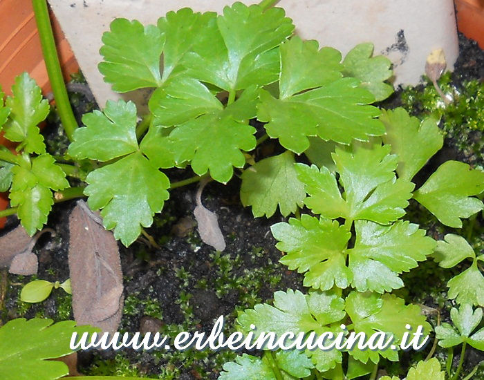 Par-cel pronto da raccogliere / Par-cel, ready to be harvested