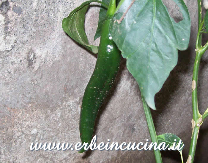 Peperoncino Pasilla Bajio non ancora maturo / Unripe Pasilla Bajio chili pod