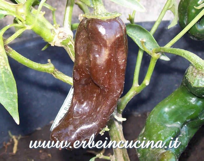 Peperoncino Pasilla Bajio maturo / Ripe Pasilla Bajio chili pepper pod