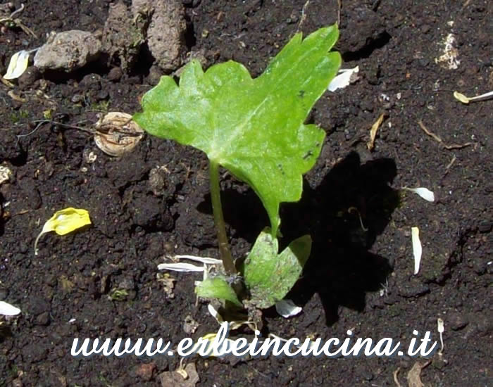 Giovane pianta di pastinaca / Parsnip young plant