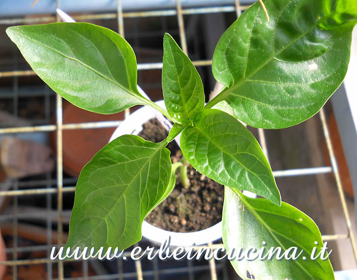 Giovane pianta di peperone giallo, da trapiantare / Yellow bell pepper young plant, ready to be transplanted