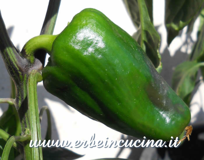 Peperone giallo non ancora maturo / Unripe yellow bell pepper