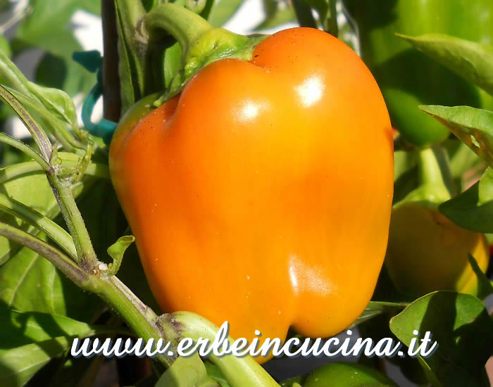 Peperone giallo maturo / Ripe yellow bell pepper