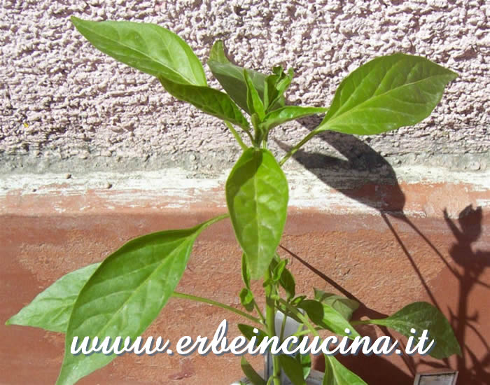Giovane pianta / Young plant