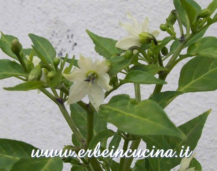 Primi fiori di Long Pequin / Long Pequin first flowers