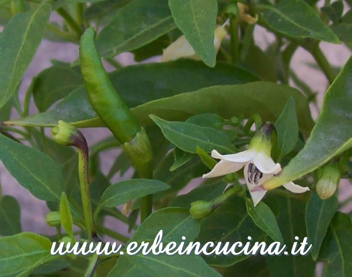 Frutto e fiore di Long Pequin / Long Pequin chili pepper pod and flower