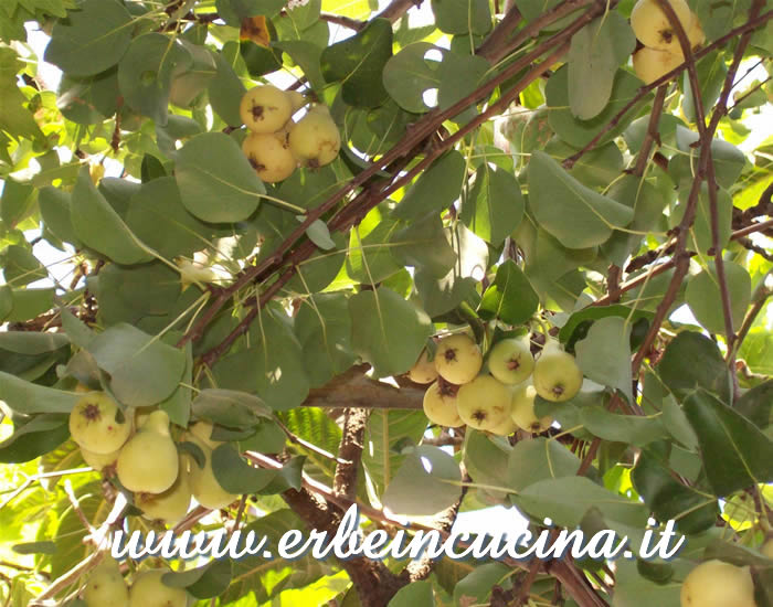Pere di S.Giovanni, pronte per il raccolto / Pears ready to be harvested