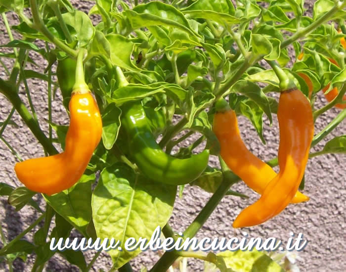 Peperoncini Peruvian Collnew a vari stadi di maturazione / Ripe and unripe Peruvian Collnew chili pepper pods