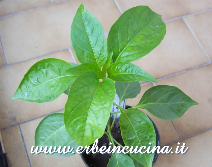 Giovane pianta di Peter Pepper Red / Peter Pepper Red, young plant