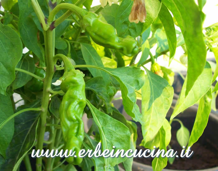 Peperoncini Peter Pepper Red non ancora maturi / Unripe Peter Pepper Red chili pods