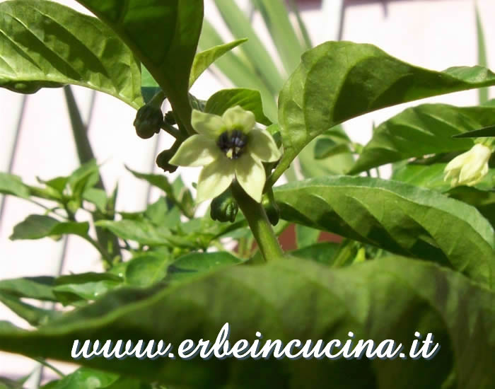 Fiore di Pimento Antille / Pimento Antille pepper flower