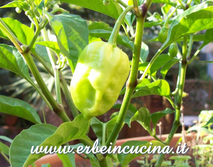 Peperoncino Pimento Antille non ancora maturo / Unripe Pimento Antille chili pepper pod