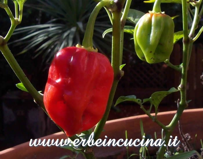 Peperoncino Pimento Antille maturo e immaturo / Ripe and unripe Pimento Antille chili pepper pods