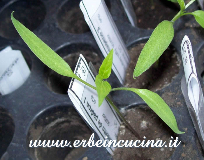 Peperoncino Pimento de Padron, prime foglie vere / Pimento de Padron chili pepper, first true leaves