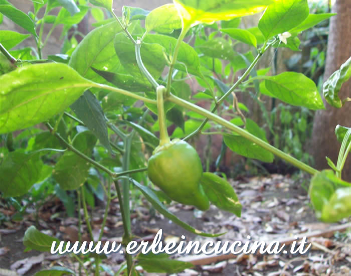 Peperoncino Pimento de Padron non ancora maturo / Unripe Pimento de Padron chili pepper pod
