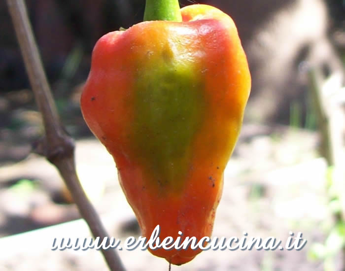 Peperoncino Pimento de Padron quasi maturo / Almost ripe Pimento de Padron chili pepper pod
