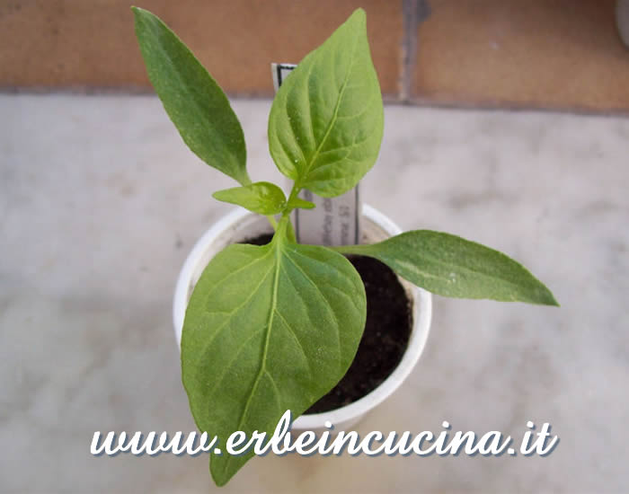 Giovane pianta di Pimento Piquillo / Pimento Piquillo, young plant