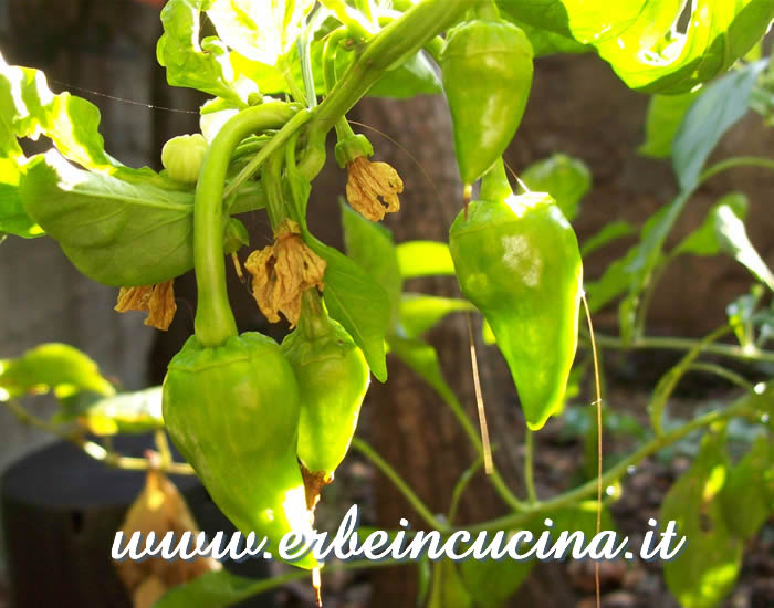 Peperoncini Pimento Piquillo non ancora maturi / Unripe Pimento Piquillo chili pepper pods