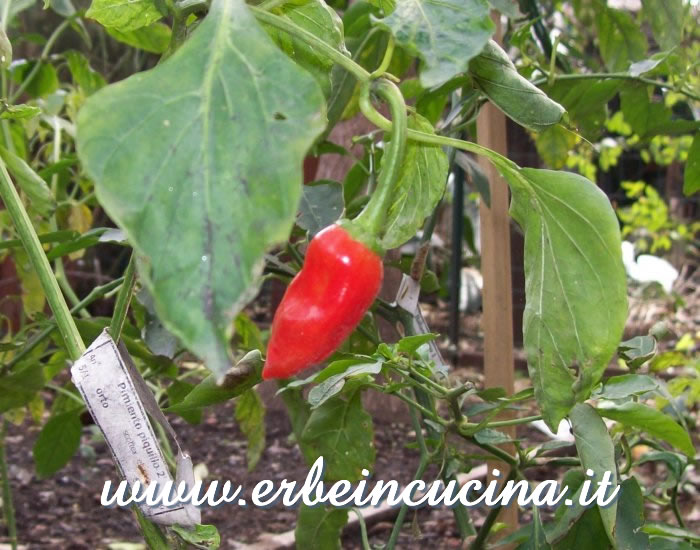 Peperoncino Pimento Piquillo maturo / Ripe Pimento Piquillo chili pepper pod